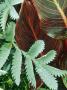 Canna Durban & Melianthus Major Growing Together In Tropical Border, Somerset Late Summer by Mark Bolton Limited Edition Print