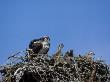 Osprey, Female With Young, Florida by Brian Kenney Limited Edition Print
