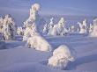 Spruce Trees, Covered In Snow, North Finland by Heikki Nikki Limited Edition Print