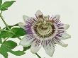 Passion Flower, Flowering by Niall Benvie Limited Edition Pricing Art Print