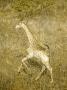 Giraffe, Running, Africa by Philip Sharpe Limited Edition Print