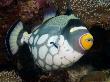 Clown Triggerfish, And Cleaner Wrasse, Indonesia by David B. Fleetham Limited Edition Print