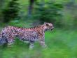 Cheetah, Walking, Malamala Game Reserve, South Africa by Roger De La Harpe Limited Edition Print