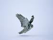 Hawk Owl, Hunting, Winter by David Tipling Limited Edition Print