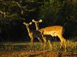 Impala, Akagera National Park, Rwanda by Ariadne Van Zandbergen Limited Edition Pricing Art Print