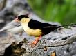 Shaft-Tailed Whydah, Perching On Log, Namibia by Ariadne Van Zandbergen Limited Edition Pricing Art Print