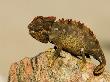 Namaqua Chameleon On Rock, Namibia by Ariadne Van Zandbergen Limited Edition Pricing Art Print