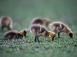 Baby Canada Geese, Branta Canadensis by Mark Newman Limited Edition Print