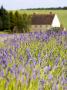 Farmhouse In Field Of Lavender On A Summer Day by Gavin Gough Limited Edition Print