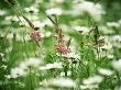 Leucananthemum Vulgare (Ox Eye Daisy) And Pink Baptisia by Fiona Mcleod Limited Edition Pricing Art Print