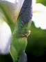 Iris, Close-Up Of Unfolding Purple And White Flower by Fiona Mcleod Limited Edition Print