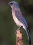 Mexican Jay Standing On A Tree Stump by Fogstock Llc Limited Edition Pricing Art Print