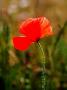 Common Poppy, West Berkshire, Uk by Philip Tull Limited Edition Print