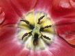 Close-Up View Of Tulip by Jules Cowan Limited Edition Print