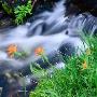 Stream And Indian Paintbrush(Castilleja Linariaefolia) Flowers In The Sierra Nevada, Usa by Wes Walker Limited Edition Print