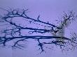 Trees In Frozen Lake Pueblo Throw Long Shadows Over The Snow, Colorado, Usa by Jim Wark Limited Edition Print