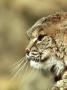 Bobcat, Montana, Usa by Daybreak Imagery Limited Edition Print