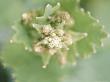 Macleaya (Plume Poppy) Closeup by Fran Harper Limited Edition Pricing Art Print