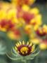 Gaillardia Grandiflora Goblin (Blanket Flower), An Opening Red Bicolour Flower With Coloured Tips by Hemant Jariwala Limited Edition Print