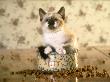 Siamese Kitten Sitting In Food Dish by Alan And Sandy Carey Limited Edition Print