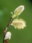 Willow, Catkins, Portugal by Paulo De Oliveira Limited Edition Print