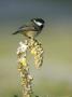Coal Tit, Perched On Mullein In Winter, Scotland by Mark Hamblin Limited Edition Print