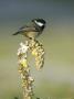 Coal Tit, Perched On Mullein In Winter, Scotland by Mark Hamblin Limited Edition Print