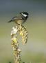 Coal Tit, Perched On Mullein In Winter, Scotland by Mark Hamblin Limited Edition Pricing Art Print