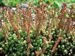 Sedum Forsterianum by Andrew Lord Limited Edition Print