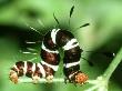 Moth Larva, Savannah, S. Africa by Michael Fogden Limited Edition Pricing Art Print