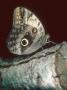 Owl Butterfly, Costa Rica by Bob Fredrick Limited Edition Print