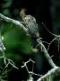 Hoatzin On Branch, Peru by Patricio Robles Gil Limited Edition Print