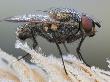 Male Anthomyiid Fly On Dry Grass Covered In Frost by John Hallmen Limited Edition Print