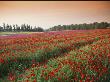 Farming Poppies On A Kibbutz by Richard Nowitz Limited Edition Print