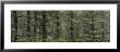 Trees In A Forest, Spruce Forest, Joutseno, Finland by Panoramic Images Limited Edition Pricing Art Print
