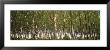 Trees In A Forest, Washington, Usa by Panoramic Images Limited Edition Pricing Art Print