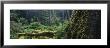 Moss On A Tree Trunk, British Columbia, Canada by Panoramic Images Limited Edition Print