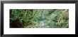 Stream In A Forest, Van Damme State Park, Mendocino, California, Usa by Panoramic Images Limited Edition Print