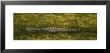 Alligator Flowing In A Canal, Big Cypress Swamp National Preserve, Tamiami, Ochopee, Florida, Usa by Panoramic Images Limited Edition Print