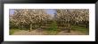 Trees In A Row, Almond Tree, Sacramento, California, Usa by Panoramic Images Limited Edition Print