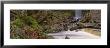 Stream Flowing Through A Forest, Mallyan Spout, Goathland, Whitby, North Yorkshire, England, Uk by Panoramic Images Limited Edition Print