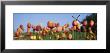 Tulip Flowers With A Windmill In The Background, Holland, Michigan, Usa by Panoramic Images Limited Edition Print