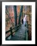 Woman Standing On Boardwalk In Johnson's Shut-Ins State Park During Autumn, Missouri by John Elk Iii Limited Edition Print
