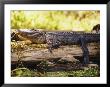 American Alligator On A Log by Richard Nowitz Limited Edition Print