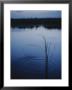 Ripples Form Around A Grass Stalk In A Calm Body Of Water by Raul Touzon Limited Edition Print