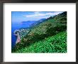 Vineyards From Trail Above Corniglia, Cinque Terre, Liguria, Italy by John Elk Iii Limited Edition Print