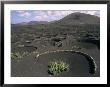 Vine Cultivation, La Geria Region, Lanzarote, Canary Islands, Spain by Ken Gillham Limited Edition Print