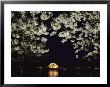 Japanese Cherry Blossoms Frame A Night View Of The Jefferson Memorial by Kenneth Garrett Limited Edition Print