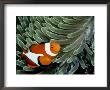 A False Clown Anemonefish Swims Through Sea Anemone Tentacles by Wolcott Henry Limited Edition Print