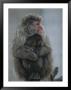 A Mother Snow Monkey, Or Japanese Macaque, Holds Her Infant by Annie Griffiths Belt Limited Edition Pricing Art Print